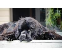 OZLHSP puzzle 500 pezzi Animali del mastino tibetano 52x38cm