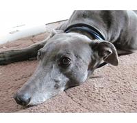 OZLHSP puzzle 500 pezzi Animali levrieri 52x38cm