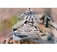 OZLHSP puzzle 500 pezzi arte Animali 52x38cm