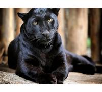 OZLHSP puzzle 500 pezzi arte Leopardo Grandi Animali 52x38cm