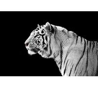 OZLHSP puzzle 500 pezzi arte Tigri Grandi felini Animali 52x38cm