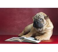 OZLHSP puzzle 500 pezzi bambini Animale Shar Pei 52x38cm