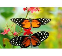 OZLHSP puzzle 500 pezzi bambini Farfalle Insetti Animali 52x38cm