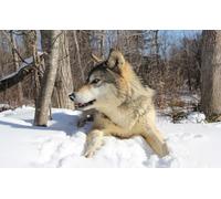 OZLHSP puzzle 500 pezzi bambini Lupi Animali 52x38cm