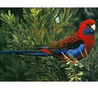 OZLHSP puzzle 500 pezzi bambini Pappagalli Animali 52x38cm