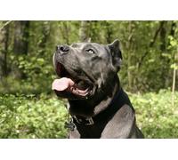 OZLHSP puzzle 500 pezzi del mondo Cane Corso Cane Corso Animali 52x38cm