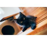 OZLHSP puzzle 500 pezzi del mondo Gattini Animali 52x38cm
