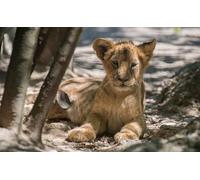 OZLHSP puzzle 500 pezzi del mondo Leoni Grandi Animali 52x38cm