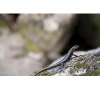 OZLHSP puzzle 500 pezzi del mondo Rettili Animali 52x38cm