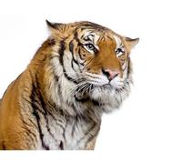 OZLHSP puzzle 500 pezzi del mondo Tigri Grandi Animali 52x38cm