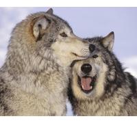 OZLHSP puzzle 500 pezzi Lupi Animali 52x38cm