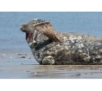 OZLHSP puzzle 500 pezzi mare Foche Animali 52x38cm