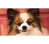 OZLHSP puzzle 500 pezzi mare Spaniel Animale 52x38cm