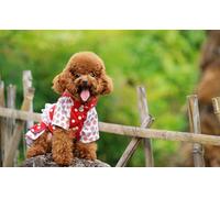 OZLHSP puzzle 500 pezzi mondo Cuccioli di barboncini Animali 52x38cm