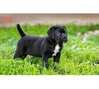 OZLHSP puzzle 500 pezzi mondo Cuccioli di Cane Corso 52x38cm