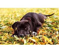 OZLHSP puzzle 500 pezzi mondo Cuccioli di Cane Corso 52x38cm