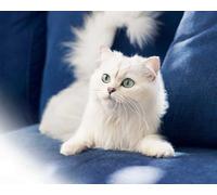 OZLHSP puzzle 500 pezzi napoli Animale 52x38cm