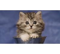 OZLHSP puzzle 500 pezzi napoli Animali 52x38cm