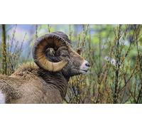 OZLHSP puzzle 500 pezzi napoli Animali 52x38cm