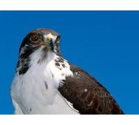 OZLHSP puzzle 500 pezzi napoli Falco Animale 52x38cm