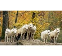 OZLHSP puzzle 500 pezzi napoli Lupi Animali 52x38cm