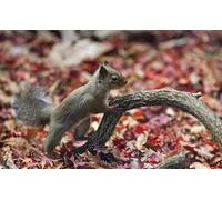 OZLHSP puzzle 500 pezzi napoli Scoiattoli Roditori Animali 52x38cm