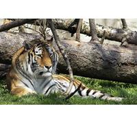 OZLHSP puzzle 500 pezzi napoli Tigri Grandi Animali 52x38cm
