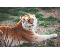 OZLHSP puzzle 500 pezzi Tigre Tigri Dorate Animale 52x38cm