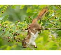 OZLHSP puzzle 500 Scoiattolo Animale 52x38cm