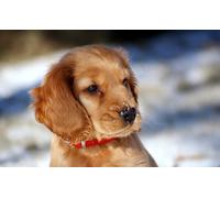 OZLHSP puzzle adulti 1000 pezzi Cucciolo di Cocker Spaniel 75x50cm