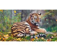 OZLHSP puzzle adulti 1000 pezzi Tigri Animali 75x50cm