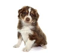 OZLHSP puzzle adulti 500 pezzi Cuccioli australiani 52x38cm