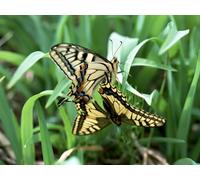 OZLHSP puzzle adulti 500 pezzi Farfalle Insetti Animali 52x38cm