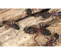 OZLHSP puzzle adulti 500 pezzi Formiche Insetti Animali 52x38cm