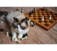 OZLHSP puzzle adulti 500 pezzi Gatti Scacchi Giocatore di scacchi Animale 52x38cm