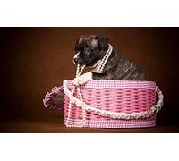 OZLHSP puzzle adulti puzzle 500 pezzi Animali da box per cuccioli 52x38cm