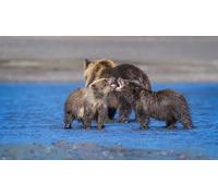 OZLHSP puzzle adulti puzzle 500 pezzi Cuccioli di orso grizzly 52x38cm