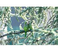 OZLHSP puzzle adulti puzzle 500 pezzi Pappagalli Animali 52x38cm