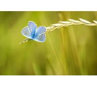 OZLHSP puzzle art 500 pezzi Farfalle Insetti Animali 52x38cm