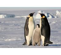 OZLHSP puzzle art 500 pezzi Pinguini Pinguino imperatore Animali 52x38cm