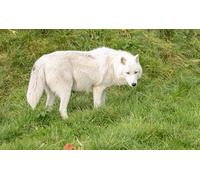 OZLHSP puzzle arte 1500 pezzi Lupi Animali 87x57cm