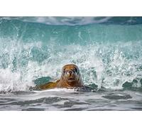 OZLHSP puzzle arte 500 pezzi Foche Onde Animale 52x38cm