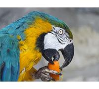 OZLHSP puzzle arte 500 pezzi Pappagalli Animali 52x38cm