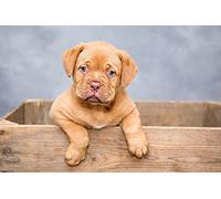 OZLHSP puzzle astratti 500 pezzi Animali Cuccioli Dogue de Bordeaux 52x38cm