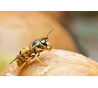 OZLHSP puzzle astratti 500 pezzi Animali Insetti Vespe 52x38cm