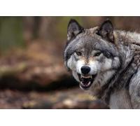 OZLHSP puzzle astratti 500 pezzi Lupi Animali 52x38cm