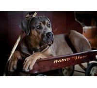 OZLHSP puzzle bambina 1500 pezzi Cane Corso Animal 87x57cm