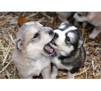 OZLHSP puzzle bambina 1500 pezzi Cuccioli di husky che mordono gli animali 87x57cm