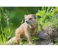 OZLHSP puzzle bambina 500 pezzi Animali affetti da herpes 52x38cm