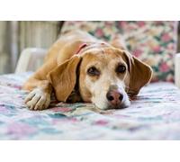 OZLHSP puzzle bambina 500 pezzi Animali Italiani Greyhound 52x38cm